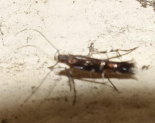 Cosmopterix pulchrimella