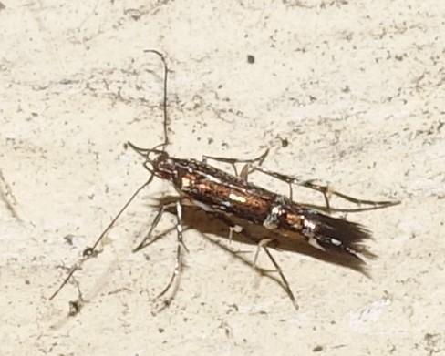 Réf. 269 952 : Cosmopterix pulchrimella
