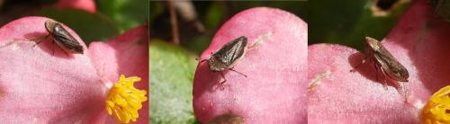 Philaenus spumarius