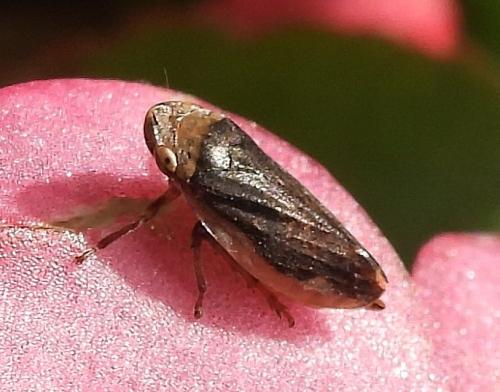 Philaenus spumarius