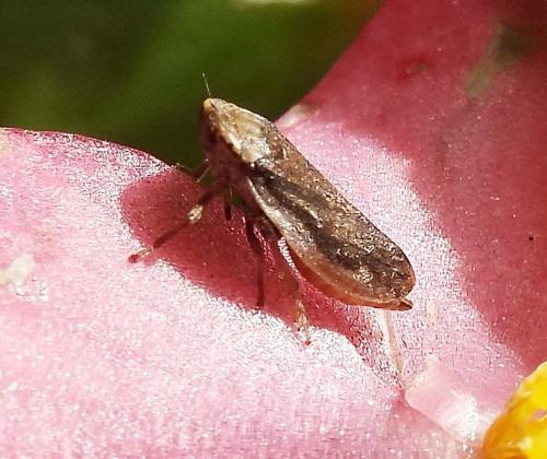 Philaenus spumarius