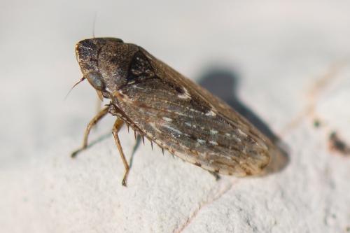 Aphrodes (bicinctus-makarovi)