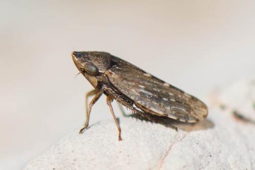 Réf. 269 014 : Aphrodes (bicinctus-makarovi)