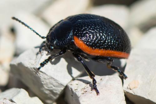 Chrysolina kuesteri