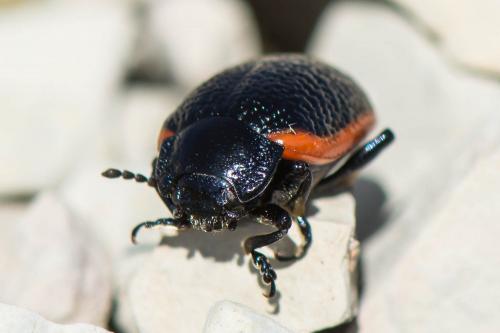 Chrysolina kuesteri