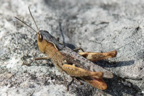 Réf. 269 440 : Chorthippus vagans vagans