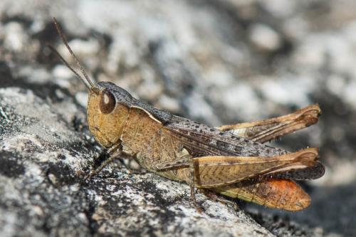 Réf. 269 428 : Chorthippus vagans vagans