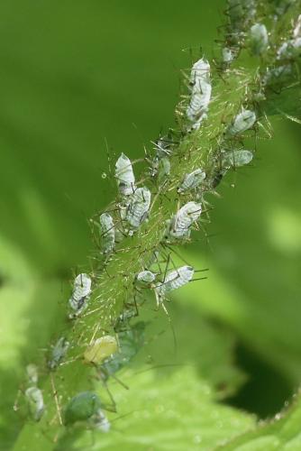 Macrosiphum funestum