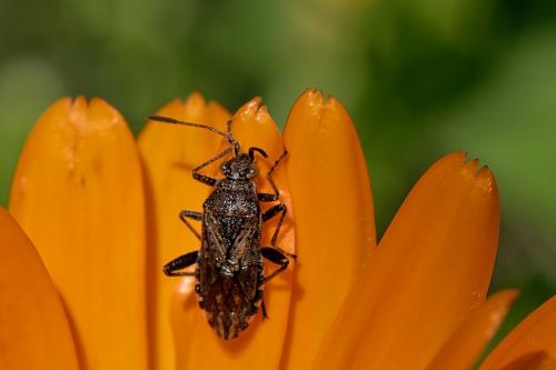 Réf. 269 929 : Stictopleurus punctatonervosus