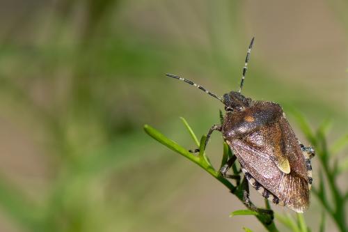 Réf. 269 940 : Dolycoris baccarum