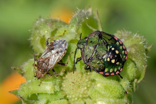 Stictopleurus punctatonervosus