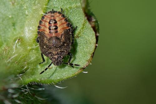 Réf. 269 941 : Dolycoris baccarum