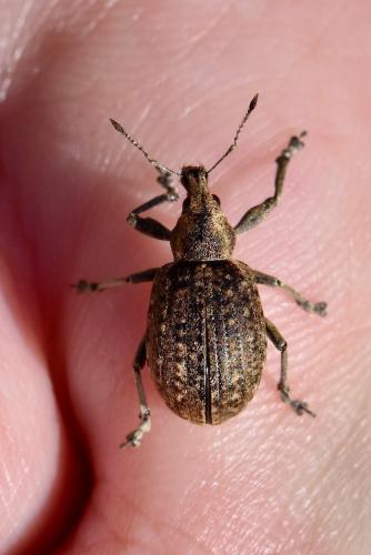 Liophloeus tessulatus