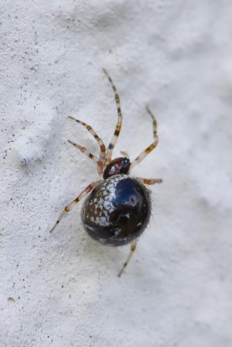 Sardinidion blackwalli