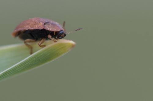 Réf. 269 949 : Hypocassida sp.