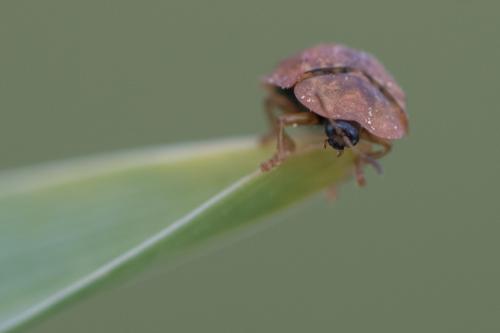 Réf. 269 950 : Hypocassida sp.