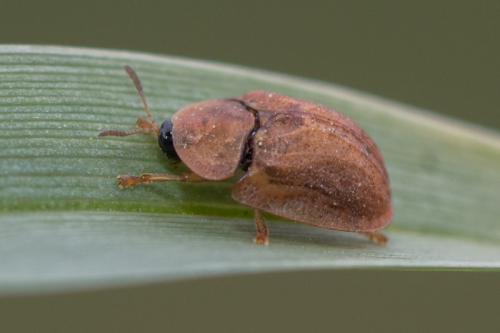 Réf. 269 770 : Hypocassida sp.