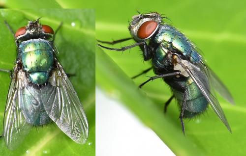 Lucilia sericata
