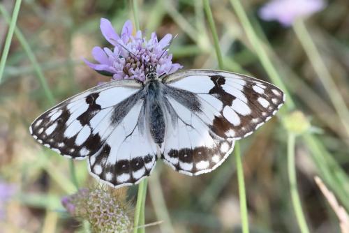Réf. 269 023 : Melanargia lachesis