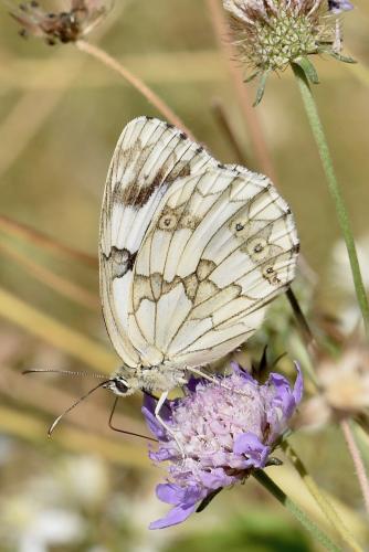 Réf. 269 024 : Melanargia lachesis
