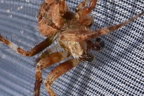 Réf. 269 123 : Neoscona subfusca