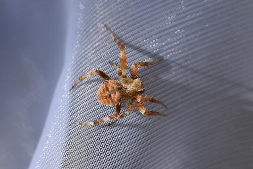 Réf. 269 073 : Neoscona subfusca