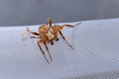 Réf. 269 118 : Neoscona subfusca