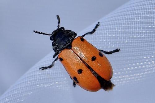 Réf. 269 514 : Lachnaia sp.
