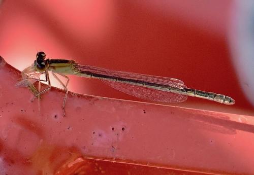 Ischnura elegans
