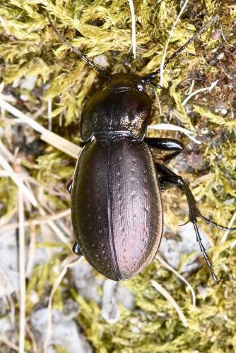 Réf. 269 078 : Carabus nemoralis