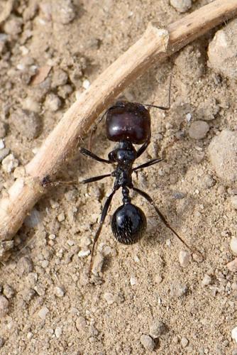 Messor barbarus