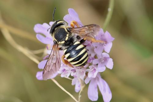 Réf. 269 621 : Trachusa (integra-interrupta)