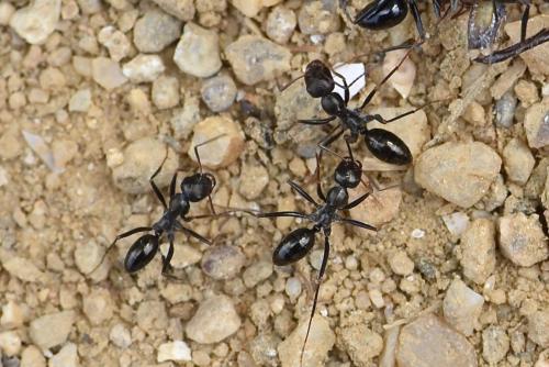 Réf. 269 648 : Cataglyphis piliscapa