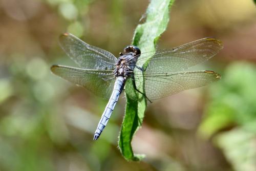 Réf. 269 030 : Orthetrum coerulescens