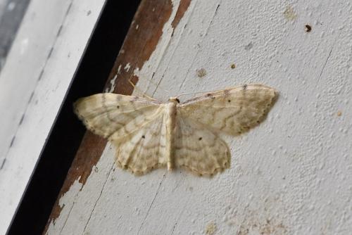 Idaea fuscovenosa