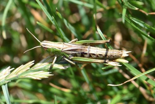 Réf. 269 883 : Pseudochorthippus parallelus parallelus