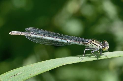 Erythromma lindenii