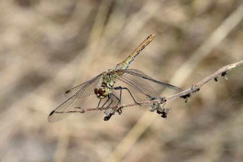 Sympetrum sanguineum