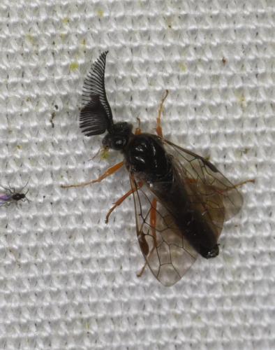 Réf. 269 270 : Diprioninae inconnu