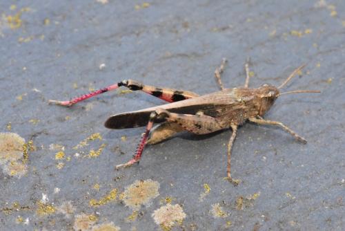 Aiolopus strepens