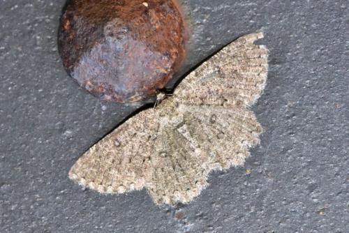 Réf. 269 368 : Charissa obscurata