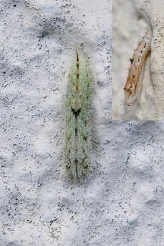 Réf. 269 386 : Emmelina monodactyla
