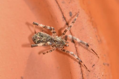 Réf. 269 989 : Episinus maculipes