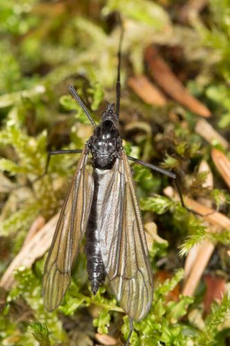 Hexatoma nigra