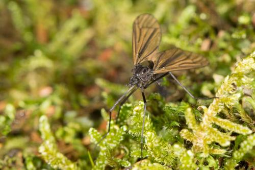 Hexatoma nigra