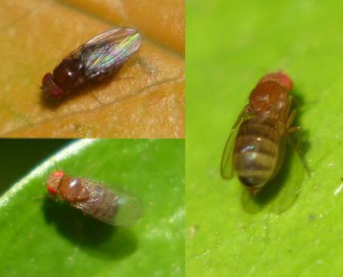 Drosophila sp.