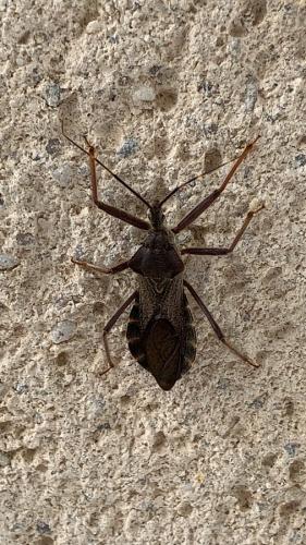 Isyndus obscurus