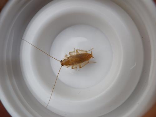 Planuncus vinzi