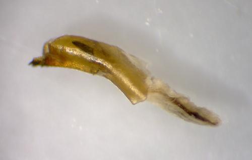 Réf. 269 987 : Polymixis argillaceago
