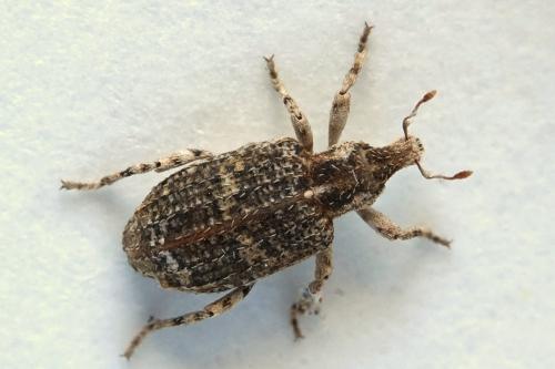 Réf. 269 731 : Gronops sp.